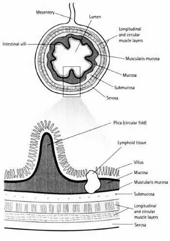 The Large Intestine the Colon Rectum and Anus Once food has travelled - фото 3