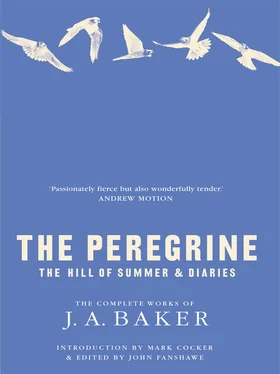Mark Cocker The Peregrine: The Hill of Summer & Diaries: The Complete Works of J. A. Baker обложка книги