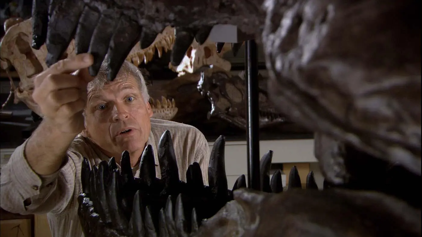 Phil Currie studying a Tyrannosaurus skull and its large teeth used for - фото 2