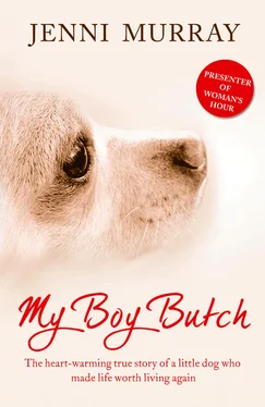 Jenni Murray My Boy Butch: The heart-warming true story of a little dog who made life worth living again обложка книги