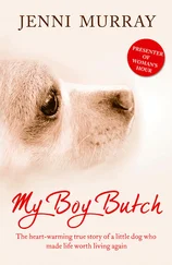 Jenni Murray - My Boy Butch - The heart-warming true story of a little dog who made life worth living again