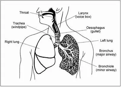 Our lungs A closeup of Alveoli air sacs the blood to tissues and cells - фото 4
