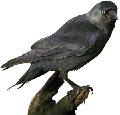 Hugh ClarkFLPA The jackdaw is a sociable bird often gathering in large - фото 20