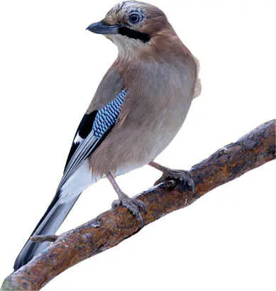 Malcolm SchuylFLPA Seen well the jay is one of our most handsome and - фото 23