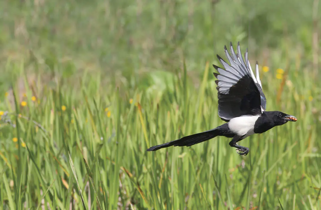 Erica OlsenFLPA Magpies are opportunistic feeders seeking out food wherever - фото 24
