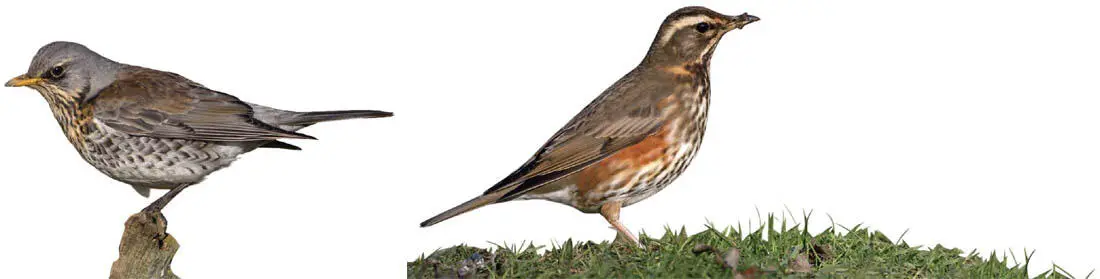 Erica OlsenFLPA Mike LaneFLPA Fieldfare and redwing are two of the - фото 17