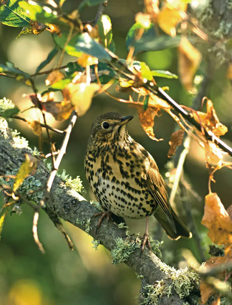 Steve YoungFLPA Mistle thrush and song thrush enjoy a varied diet including - фото 16