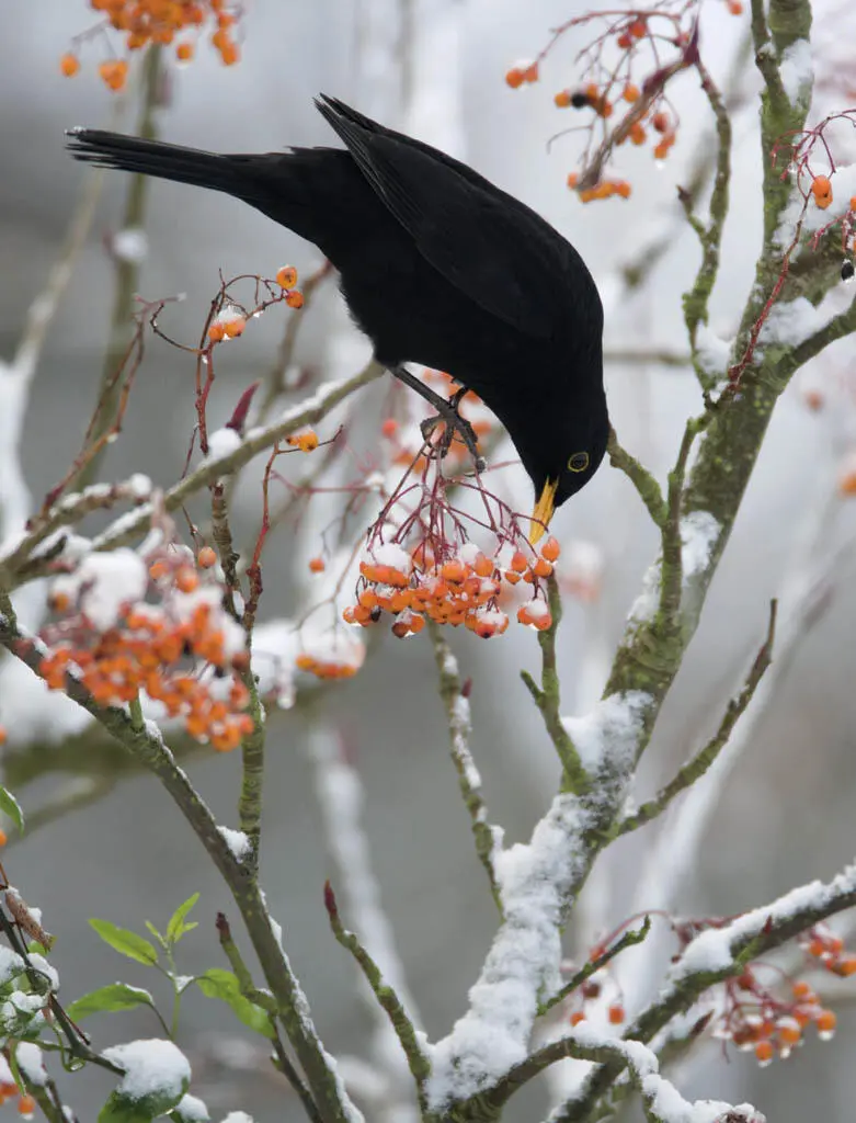 Bill CosterFLPA Blackbirds often feed on berry bushes in winter to supplement - фото 14