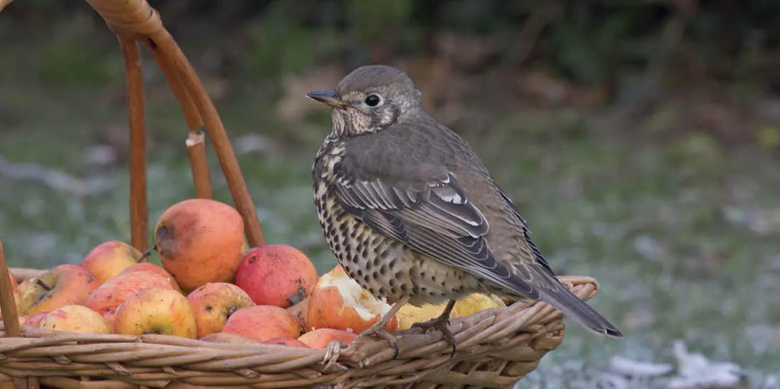 John HawkinsFLPA Steve YoungFLPA Mistle thrush and song thrush enjoy a - фото 15