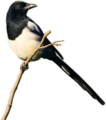 ImageBrokerImagebrokerFLPA According to the wellknown rhyme a lone magpie - фото 22