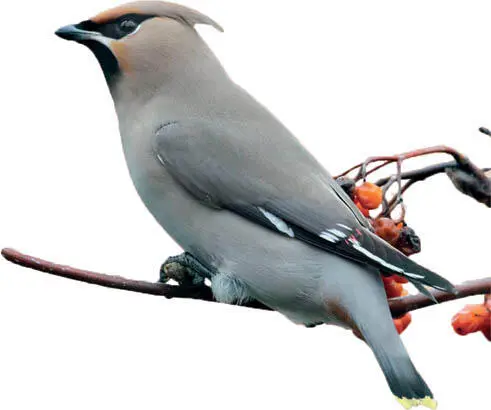 Gianpiero FerrariFLPA Waxwings may be rare and exotic but they are often - фото 18