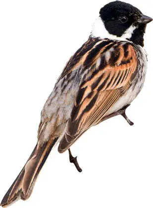 Marcel van KammenMinden PicturesFLPA The male reed bunting is one of our - фото 12