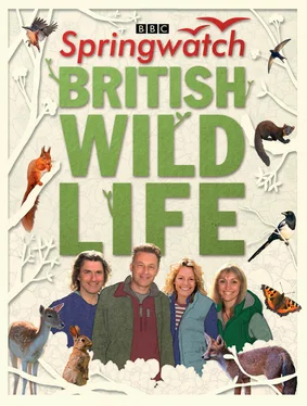 Stephen Moss Springwatch British Wildlife: Accompanies the BBC 2 TV series обложка книги