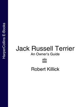 Robert Killick Jack Russell Terrier: An Owner’s Guide обложка книги
