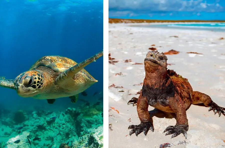 The green sea turtle left and the marine iguana right were two of the - фото 26