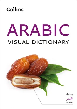 Collins Dictionaries Collins Arabic Visual Dictionary обложка книги