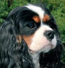 Cavalier King Charles Spaniel An Owners Guide - изображение 1