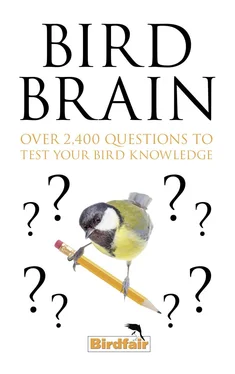Литагент HarperCollins Bird Brain: Over 2,400 Questions to Test Your Bird Knowledge обложка книги