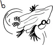a is him being all proud of 2 new feathers b is him doing looptheloops in his - фото 11