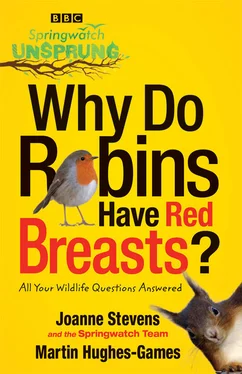 Jo Stevens Springwatch Unsprung: Why Do Robins Have Red Breasts? обложка книги