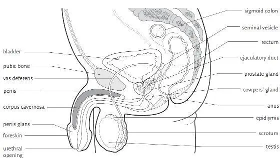 Conception Normally a minimum of 40 million sperm are released with each - фото 6