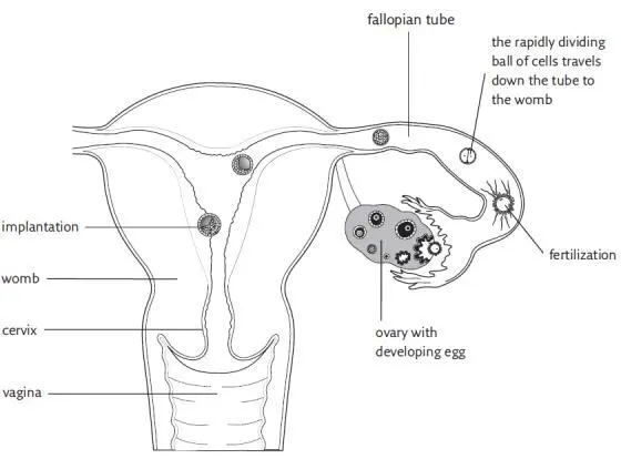 The time of ovulation depends on the length of the menstrual cycle If a woman - фото 3