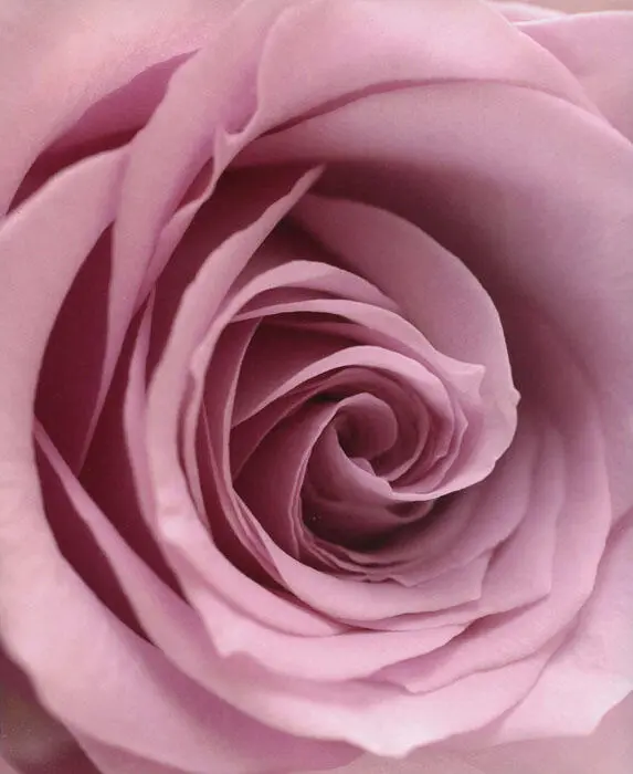 In this closeup picture of a rose the structure of the centre petals has a - фото 2