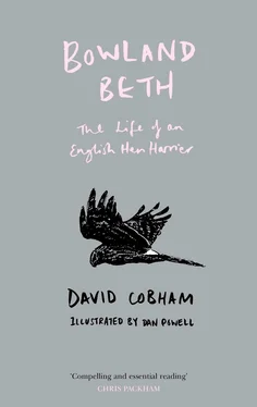 David Cobham Bowland Beth: The Life of an English Hen Harrier обложка книги