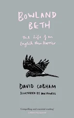 David Cobham - Bowland Beth - The Life of an English Hen Harrier
