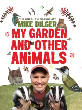 Mike Dilger My Garden and Other Animals обложка книги