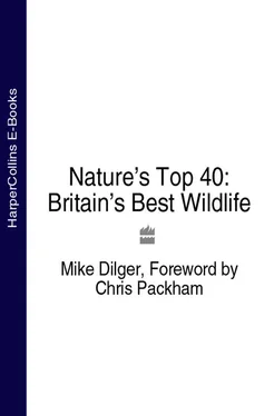 Chris Packham Nature’s Top 40: Britain’s Best Wildlife обложка книги