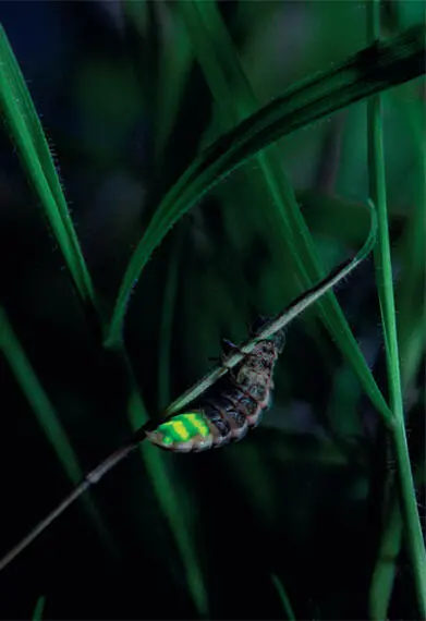 The flightless female puts on one of natures finest light shows and all to - фото 7