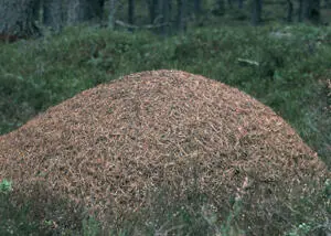 An ant citadel with a population slightly larger than Bristol and arguably - фото 6