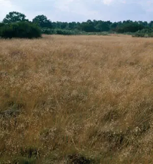 Rough grassland with little light pollution is essential if you are a female - фото 8