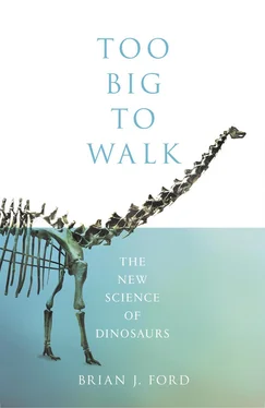 Brian Ford Too Big to Walk: The New Science of Dinosaurs обложка книги