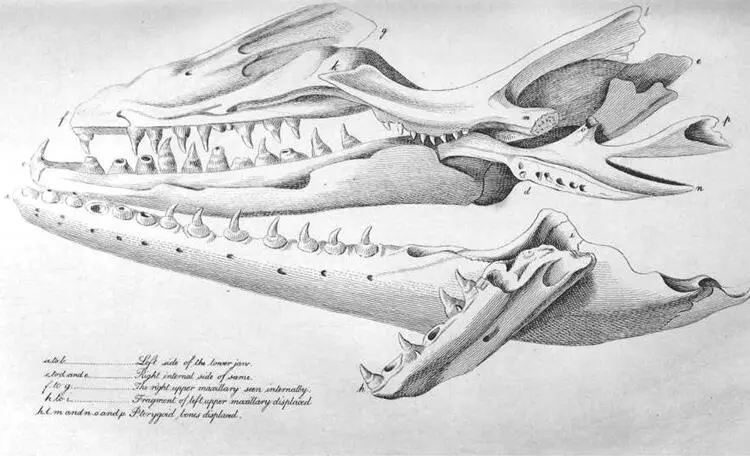 Georges Cuvier published this refined engraving as The Mosasaurus of - фото 17