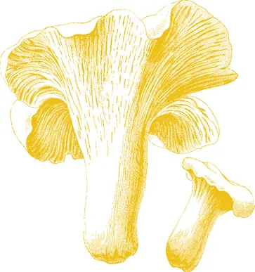 On this same trip same farmhouse my dad woke us early We are going mushroom - фото 19