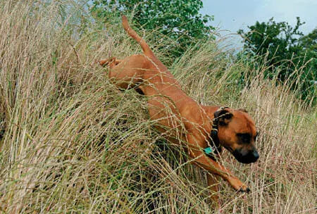 Boldness and courage are two words that are often used to describe the breed - фото 10