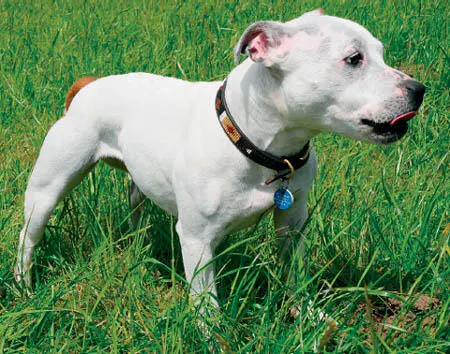 The Stafford is a strong dog with a distinctive head and a very muscular body - фото 11