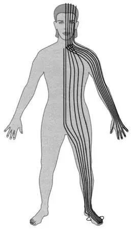 Figure 113 Merging of the meridians making six lines of energy either side of - фото 15