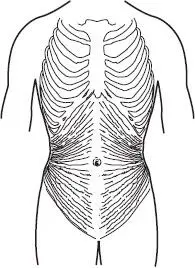 The breathing powerhouse The transverse abs which fan out from the middle - фото 3