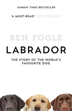 Ben Fogle Labrador: The Story of the World’s Favourite Dog обложка книги