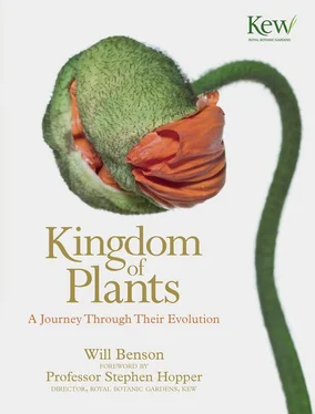 Will Benson Kingdom of Plants: A Journey Through Their Evolution обложка книги
