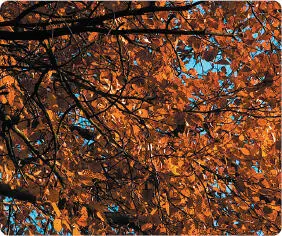 Whether planted or growing in the wild the Common Beech produces autumn - фото 3