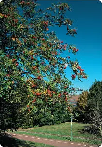 Known best for its colourful berries the Rowan is widely planted in urban - фото 4