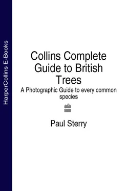 Paul Sterry Collins Complete Guide to British Trees: A Photographic Guide to every common species обложка книги