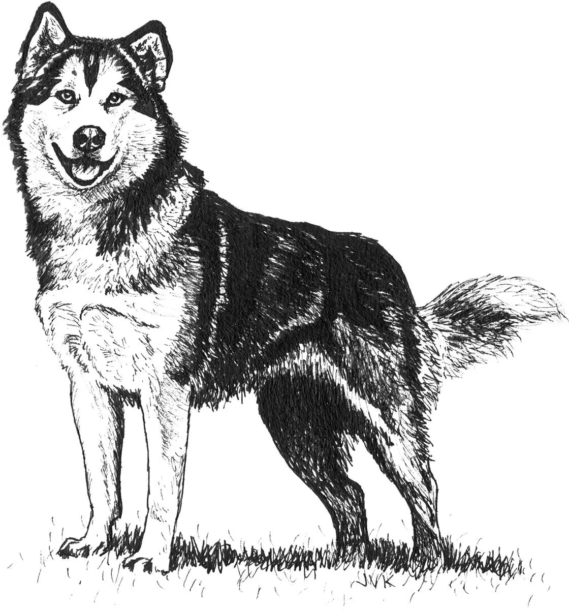 Case history Ice the misunderstood Malamute This is a wolf you are dealing - фото 6