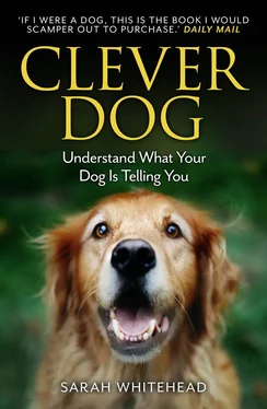 Sarah Whitehead Clever Dog: Understand What Your Dog is Telling You обложка книги