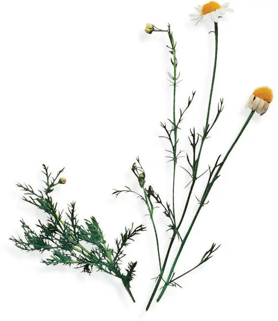 Part four Index of essential oils Yarrow Achillea millefolium Dill seed - фото 4