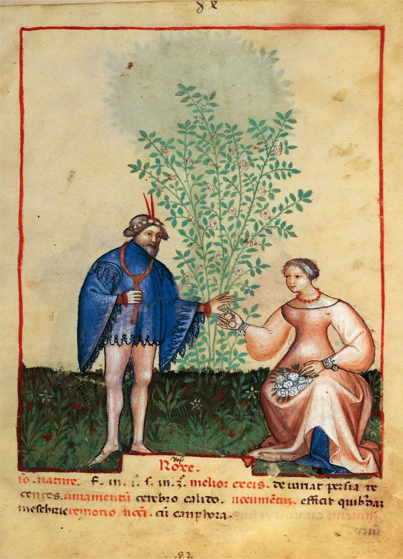 This early 15thcentury manuscript shows the cultivation of the rose already - фото 6